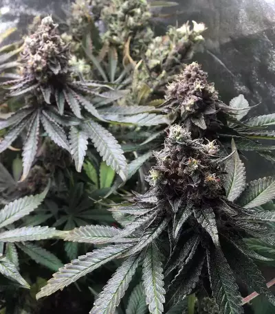 Runtz Muffin Seeds (Barney’s Farm)