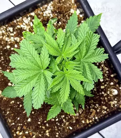 Semi femminizzati Samsquanch OG Auto