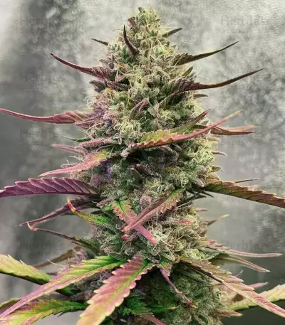 Strawberry Pie Seeds