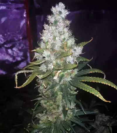 Three Blue Kings feminized seeds