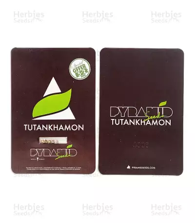 Tutankhamon (King Tut) feminized seeds
