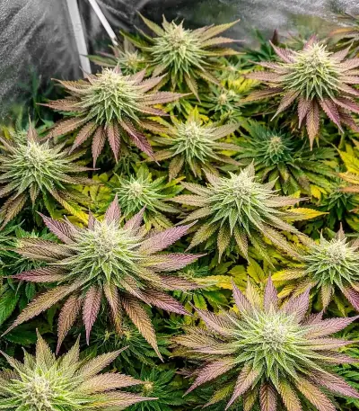Z feminized seeds (Big Head Seeds)