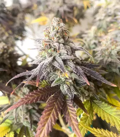 Zkittlez Fast Version (Herbies Seeds)