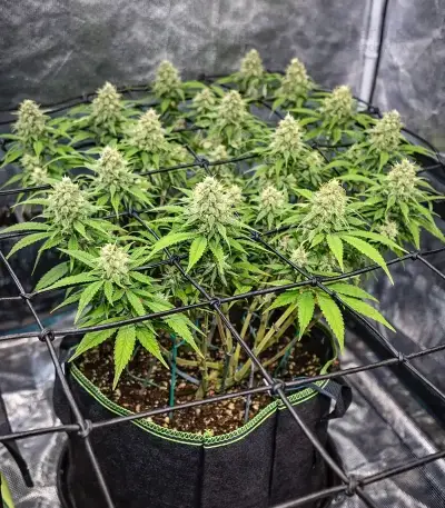 Zoap Seeds