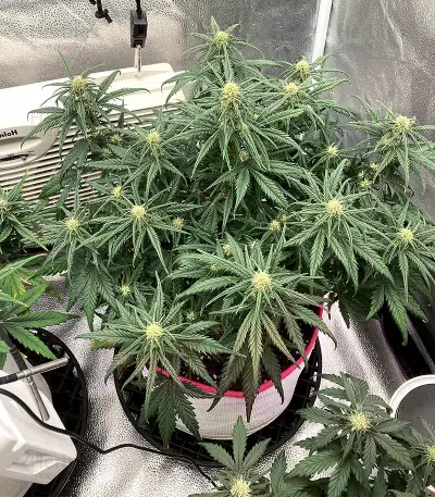 Semi femminizzati originali Trainwreck Auto