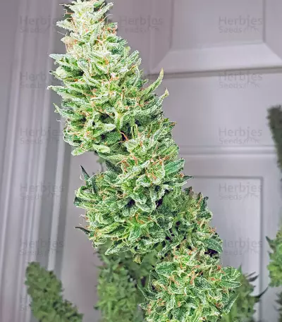 Z OG Auto (Barney's Farm)