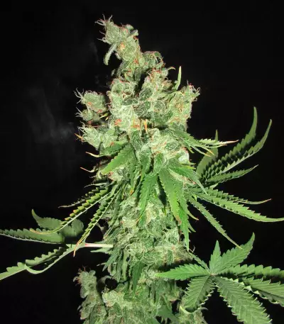 Lemon OG Kush Seeds