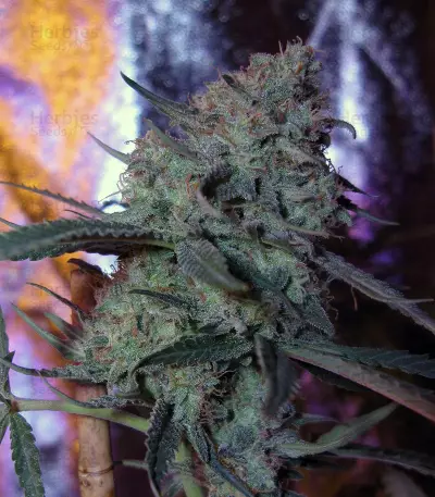 Purple Paralysis Seeds