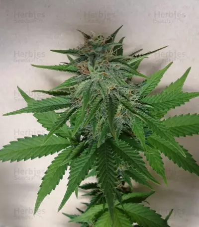 Mexican Airlines Auto (Fast Buds)