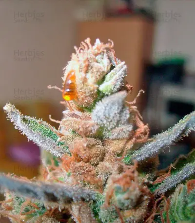 Green-O-Matic Auto Seeds