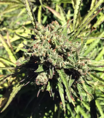 Auto Somango feminized seeds