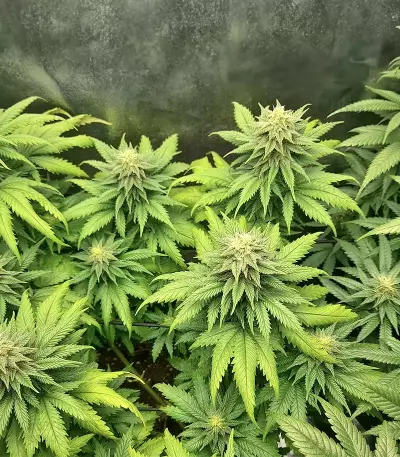 Graines féminisées de Big Bud Auto (Herbies Seeds)