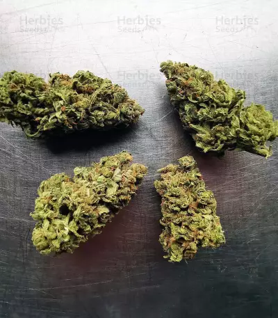Blue Cheese Seeds (Big Buddha Seeds)