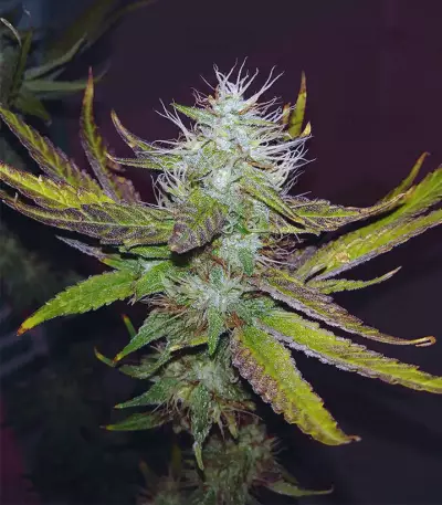 Eleven Roses Seeds (Delicious Seeds)