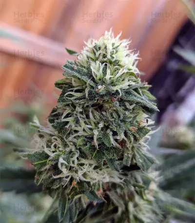 Gorilla (Gorilla Glue #4) (Expert Seeds)