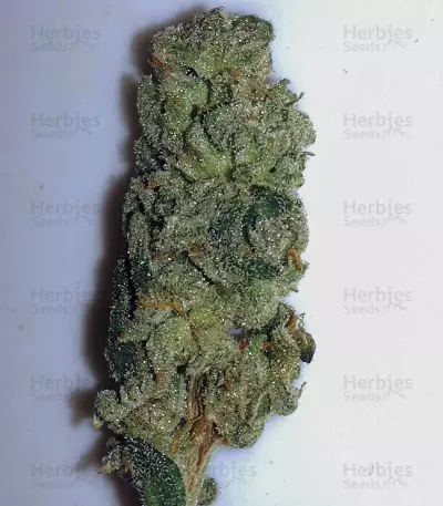 HiFi 4G feminized seeds