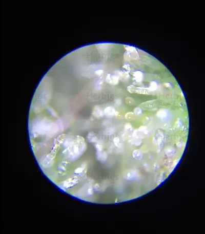 Graines de cannabis Krippleberry Auto (Dr. Krippling Seeds)