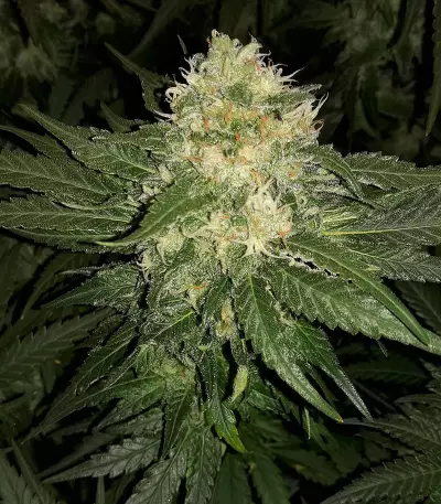 Kritikal Bilbo Auto feminized seeds