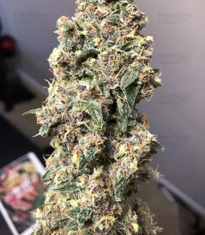 Lemonberry Haze Auto (Original Sensible Seeds)