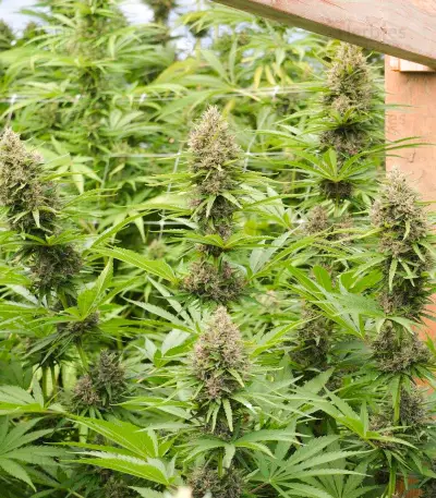 Malawi x PCK (Ace Seeds)