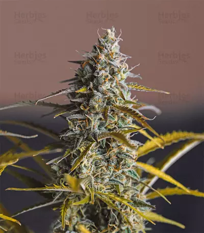 Melon Gum Auto Seeds