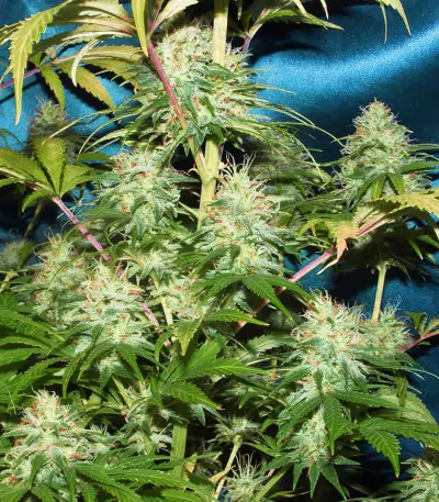 Semi femminizzati Nepal Jam