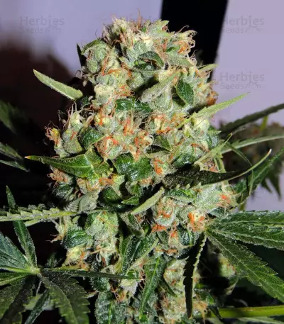Old Dirty Biker Seeds