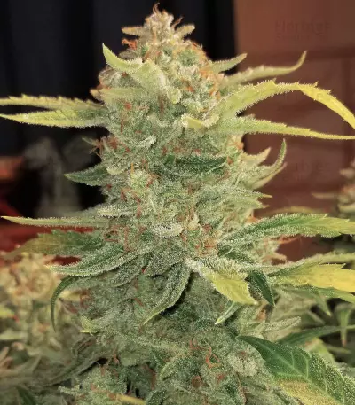Original Auto BubbleGum Seeds