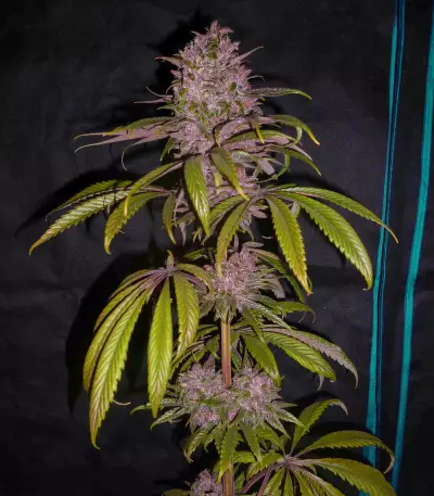 Semi femminizzati Pakistan Chitral Kush (CannaBioGen)