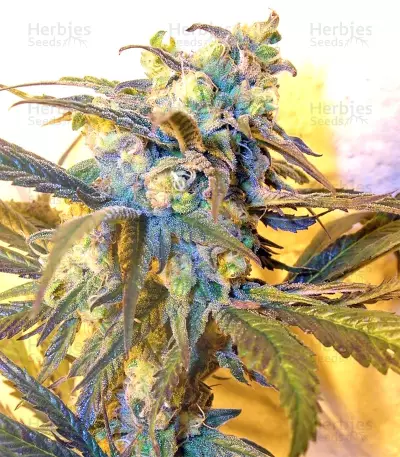 Panama D.C. Seeds
