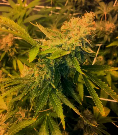 Pineapple Express Seeds (G13 Labs)