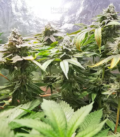 Semi femminizzati di Pineapple