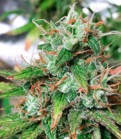 Purple Chem (Cali Connection Seeds)