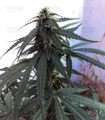 Raw Diesel (G13 Labs)