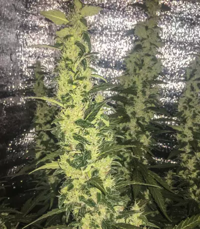 Sweet Tooth Auto fem Seeds