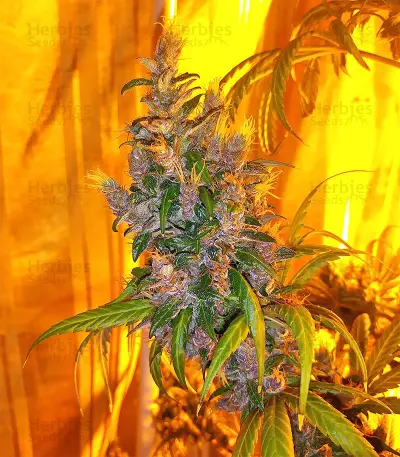 Tikal Seeds - Cannabis Strain Seeds for Sale