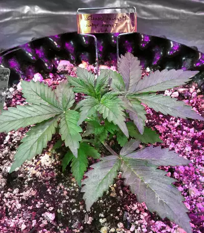 Tyrone Special Auto (Mephisto Genetics)