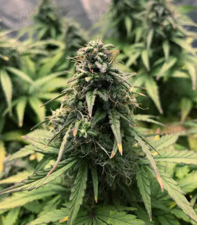 White Widow Autoflowering CBD feminized seeds