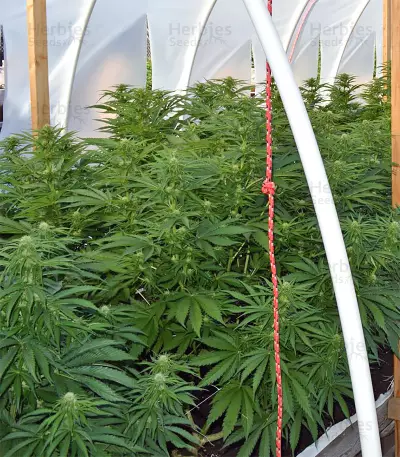 Zamaldelica Regular seeds