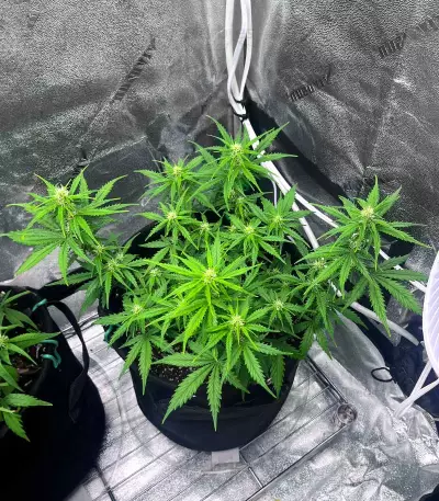 Apricot Auto strain
