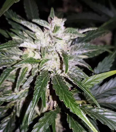 Auto Masszar Seeds