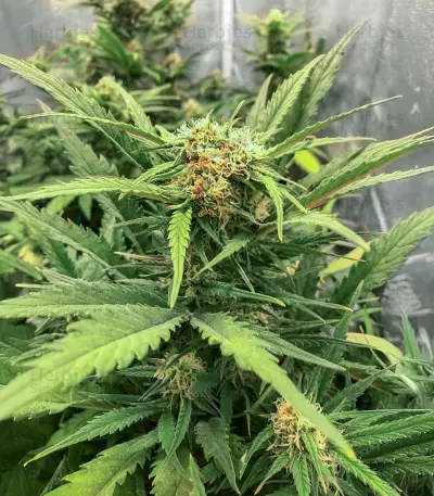Big Bomb Auto feminized seeds