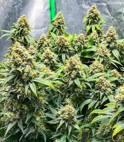 Blueberry OG Feminized Seeds (AlphaFem Seeds)