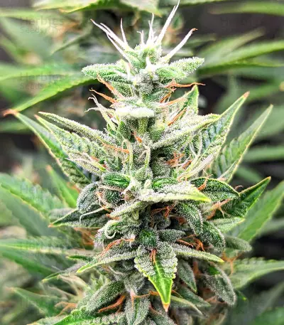 Sementes da Bruce Banner #3 Auto (Herbies Seeds)