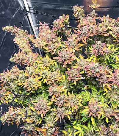 Chem Cookies Seeds (AlphaFem Seeds)