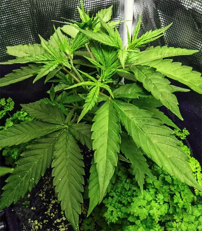 Critical Sour Seeds