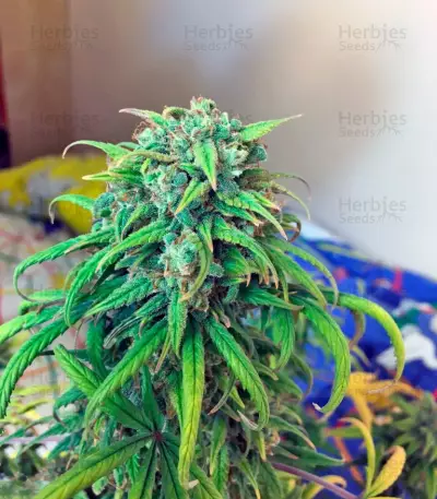 Exodus Cheese Autoflowering Auto Seeds
