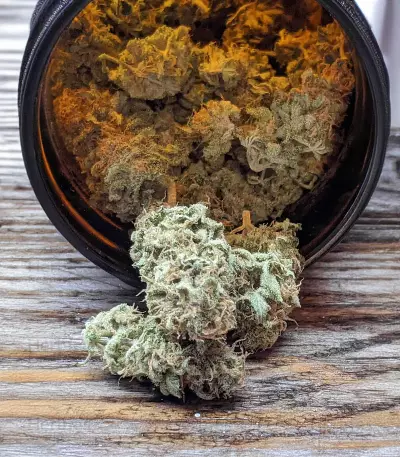 Gorilla SFV OG (Expert Seeds) feminized seeds