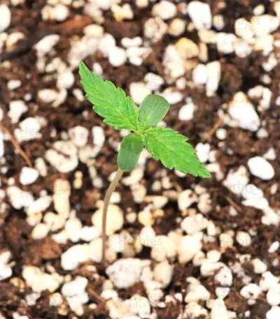 Headlights Kush Auto strain
