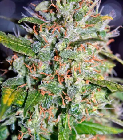 Semi femminizzati Jack Herer (Green House Seeds)